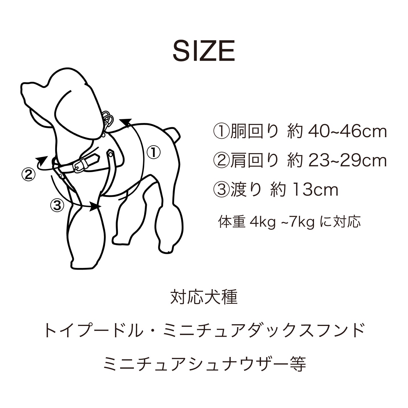 【予約販売 5月下旬発送】ボディベルト Bタイプ ジュエリータイル 2025限定ブルー