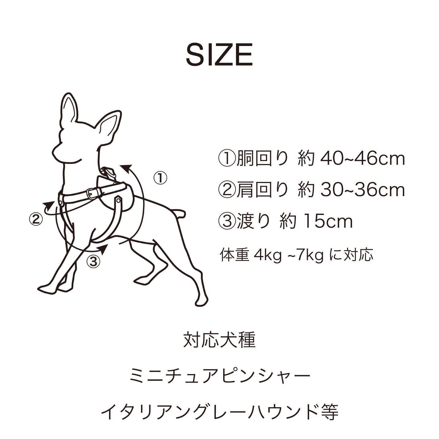 【予約販売 5月下旬発送】ボディベルト Cタイプ ジュエリータイル 2025限定ブルー
