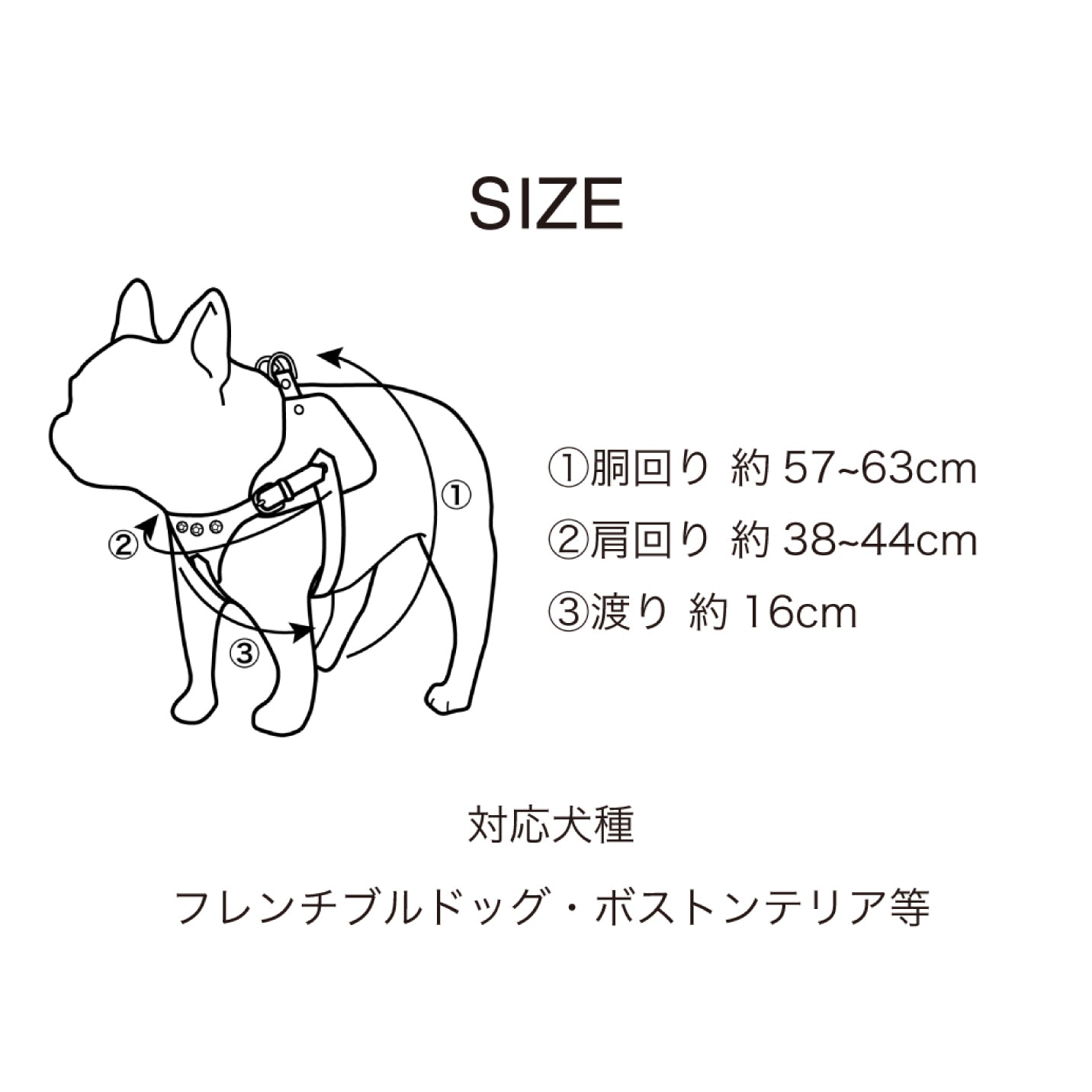 【予約販売 4月末発送】ボディベルト Aタイプ ナチュラルスキン