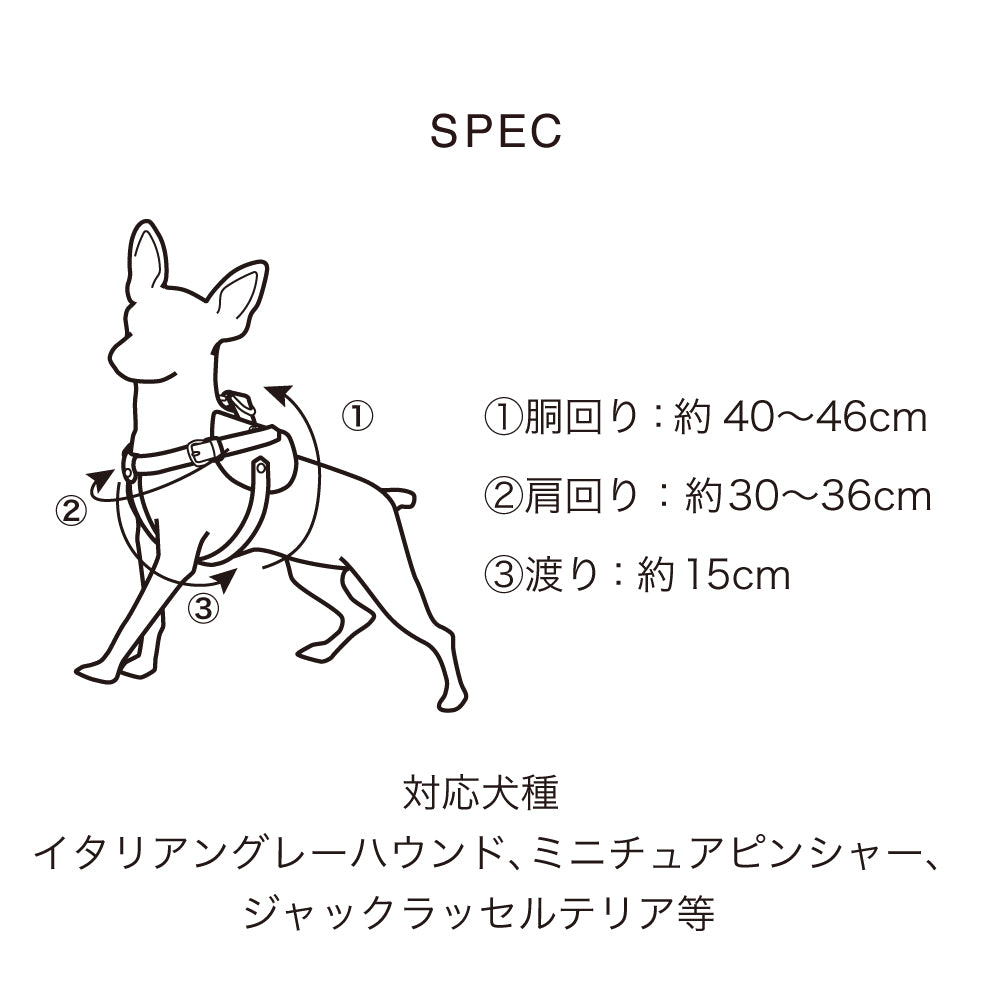 ボディベルト Cタイプ 2023限定モデル タイル