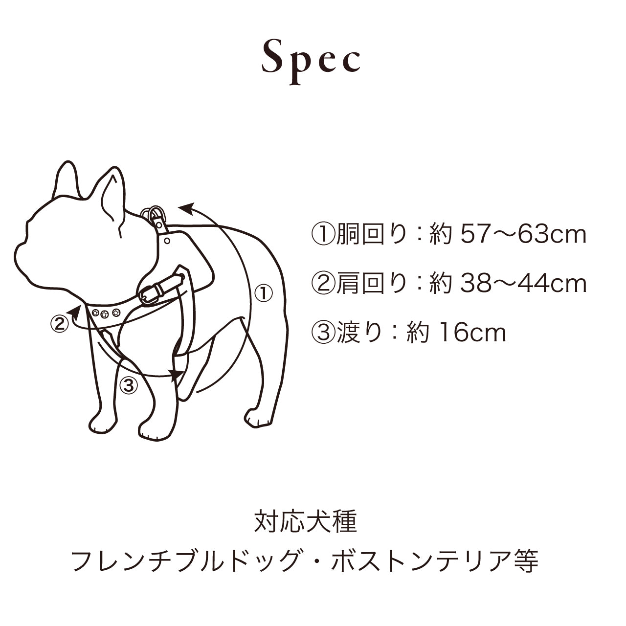 ボディベルト Aタイプ ジュエリーエンボス