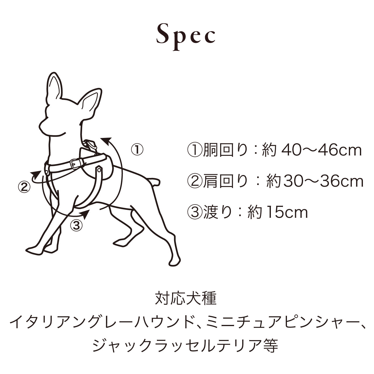 ボディベルト Cタイプ ナチュラルスキン