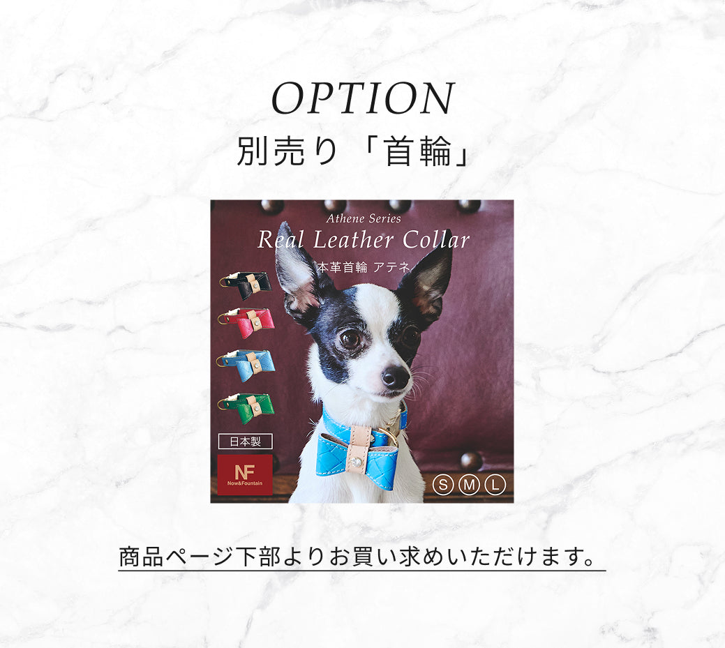 【予約：6月中旬発送】リード アテネ